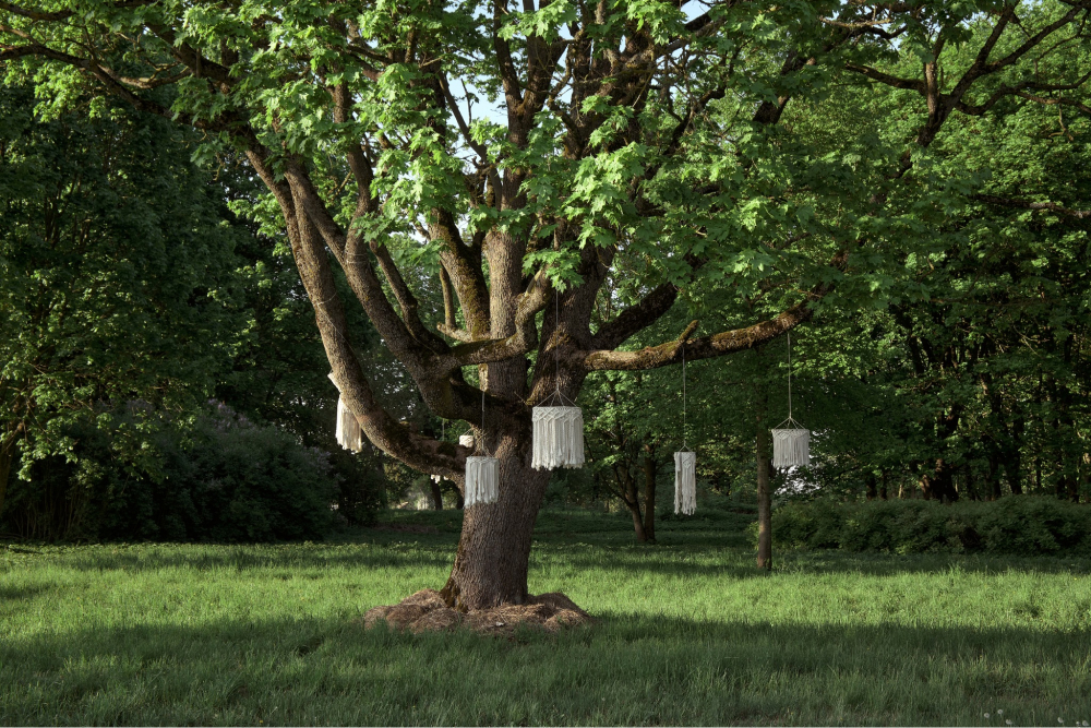 Ąžuolas Lokinės dvare